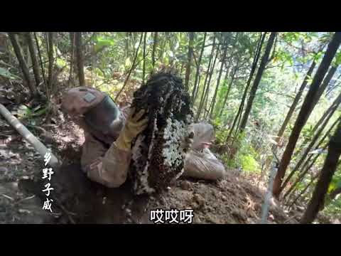 虎头蜂打跑数窝小蜜蜂，子威怒爬数小时山路寻蜂，再破记录