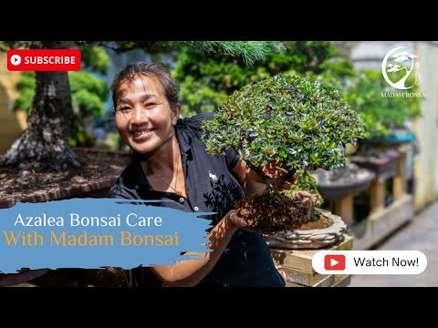 Azalea Bonsai Care, with Madam Bonsai.