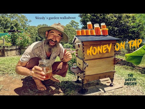 Harvesting Honey | Harvesting Honey From a Beehive | Harvesting Honey From a Flow Hive