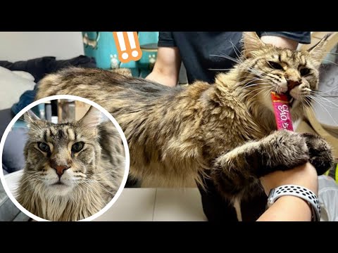 집에서 사자를 키우네요ㅋㅋㅋ크기가 말이되나요???말도안되는 거대고양이