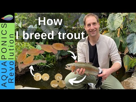 How I BREED TROUT in my Backyard Aquaponics (Producing thousands of fingerlings!)
