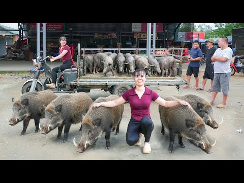 REWIND TIMELAPSE --3 Years Buy Lots of Piglets To Raise - Selling Many Big Wild Pigs, 120kg Each