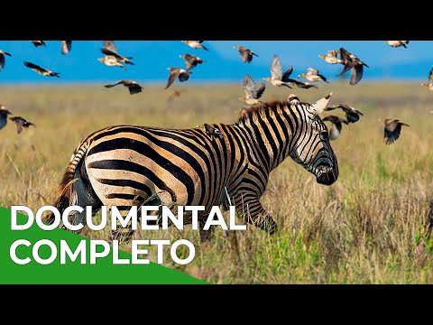 Milagros de la Naturaleza, Episodio Triple 7-9 | Free Documentary Nature - Español