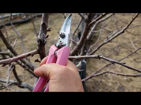 품종별 효율적인 수형-과지관리-동계전정 2(버건디,에보니)