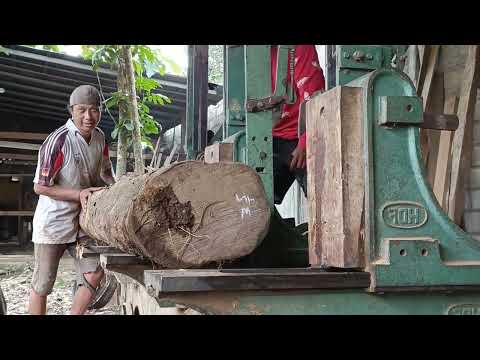 MYSTERIOUS BLACK WOOD, EXTRAORDINARY FIBER BEAUTY 