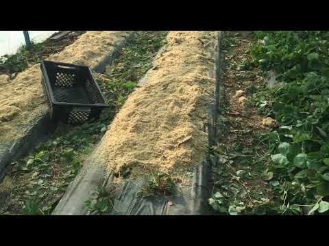 Накрытие грядок на зиму