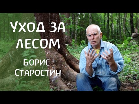 Уход за лесом. Борис Старостин