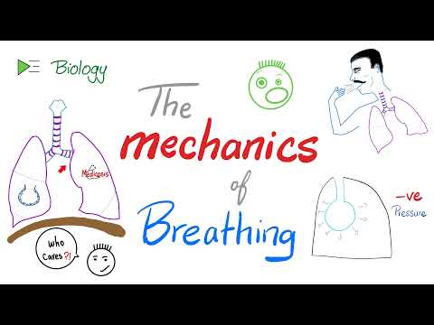The mechanics of breathing 😮‍💨 - Normal inhalation and exhalation - Respiratory Physiology
