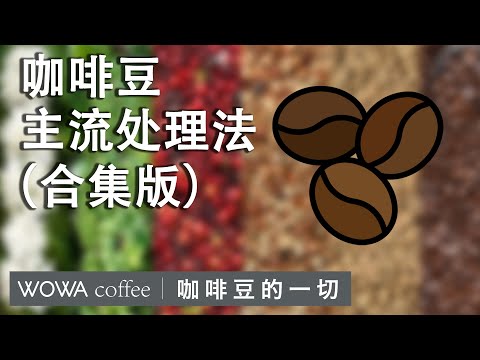 Various processing methods of coffee beans - collection version