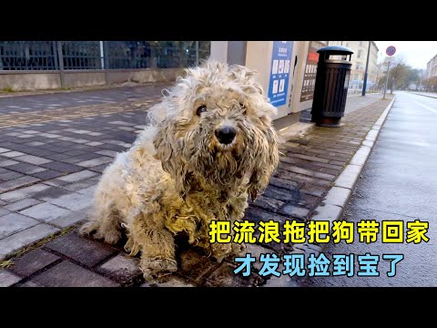 小姐姐路边遇上流浪拖把狗，带回家才发现，自己捡到宝了
