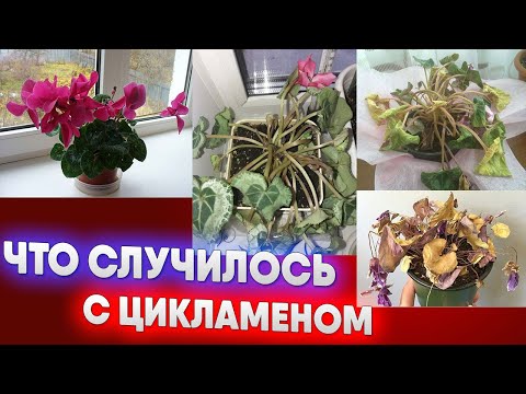 Что случилось с цикламеном?