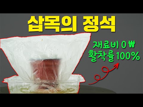 The secret to cuttings that cost nothing and increase survival rates!ㅣAzalea cuttingsㅣGreen spade...