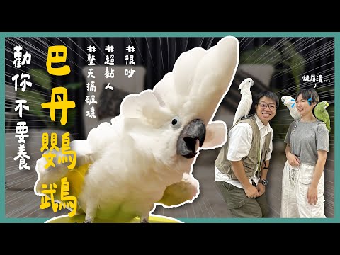 巴丹鸚鵡超可愛？咬壞上萬收藏...養牠之前這幾件事你一定要知道！《勸你不要養》EP1 l 蝌蚪老師與三桃 feat.@bonjumpboneo
