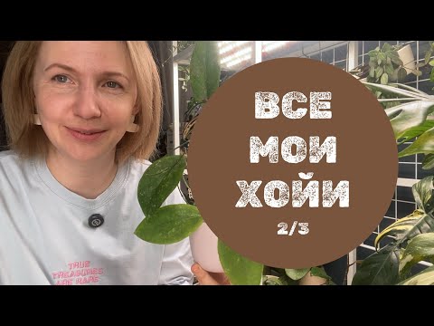 Все мои хойи. Обзор-подсчёт. Часть 2