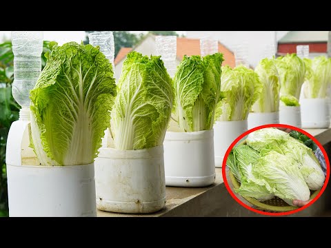 How To Grow Cabbage At Home