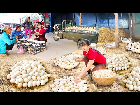 TIMELAPSE -- Build Large Nest for Ducks to Incubate Eggs, 1000+ Ducklings Hatching From Eggs