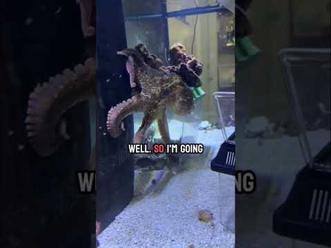 Will Marley the octopus take a break from watching football to eat?