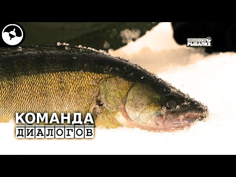 Судак на вибы. Зимняя подледная рыбалка. Как и где ловить? Рыбинское водохранилище. Новые Диалоги ©