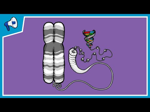 What is a Chromosome?