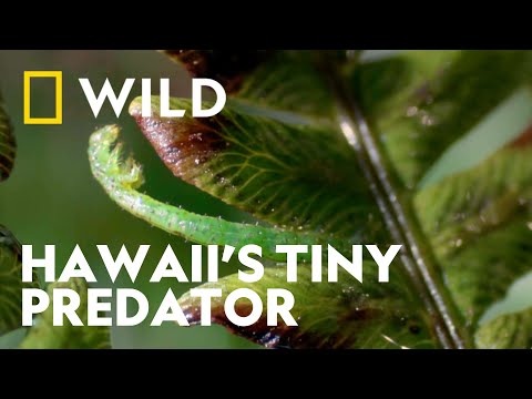 Not All Caterpillars Are Herbivores | World's Weirdest | National Geographic WILD UK