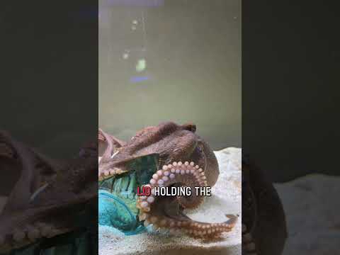 Tommy the octopus opens a jar then plays with the lid!