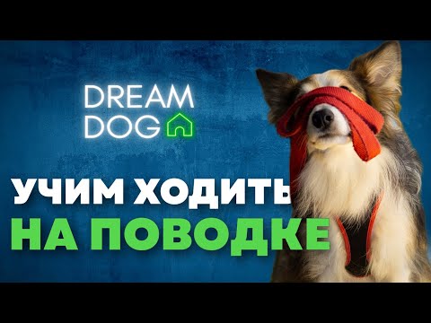 Как отучить собаку тянуть поводок 🐶 3 команды на прогулке