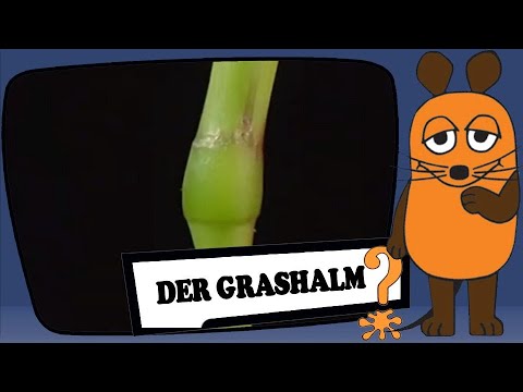 Der Grashalm