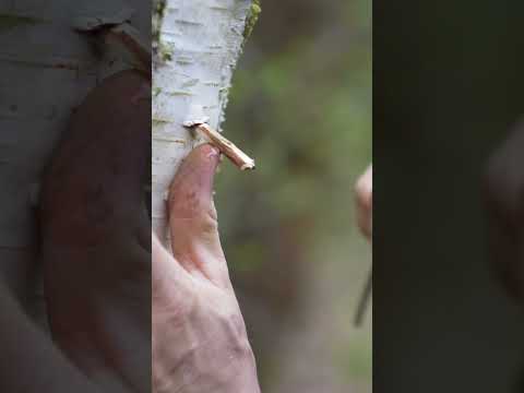 🌳Birkensaft zapfen - Bushraft Survival shorts