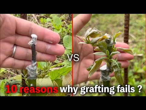 10 reasons why grafting fails?