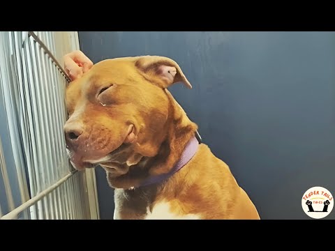 Forgotten For Three Years At Shelter, This Lonely Pitbull Rediscovers Joy On Weekend Visits