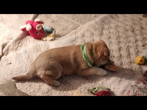 멧사냥진돗개와 라이카 애기들