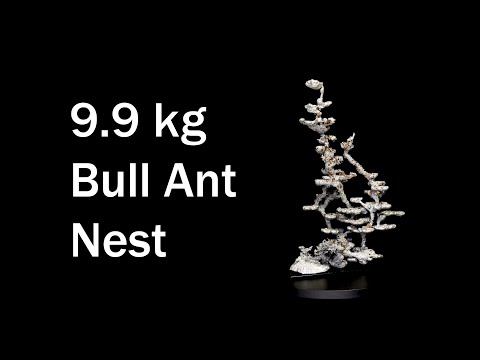 Detailed look at 9.9 kg (21.8 lb) Aluminum Casting of a Jumping Jack Bull Ant Nest - M nigrocinta