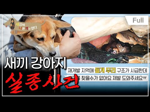 [Full] 세상에 나쁜 개는 없다 - 새끼 강아지 실종 사건