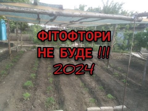 ФІТОФТОРИ НА ТОМАТАХ НЕ БУДЕ НІКОЛИ ПРИ ТАКІЙ СХЕМІ ОБРОБОК  !!?
