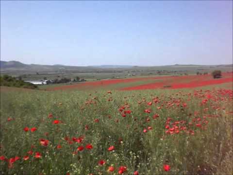 Болгарские зарисовки: Есеница и маки