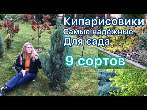 Кипарисовики / 9 сортов / Хвойная коллекция 🌲 Приросты в год от 8 до 40 см. по наблюдению 🌲