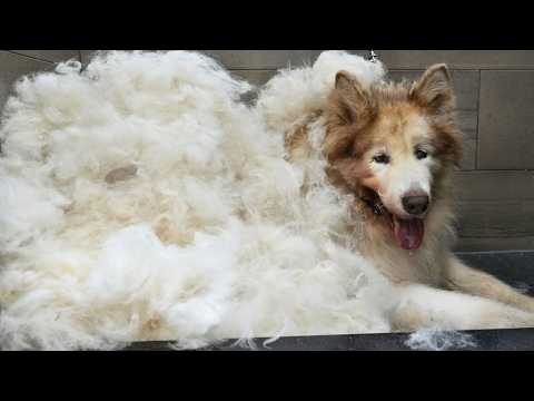 The Grooming Transformation That Nearly Broke Me | Alaskan Malamute