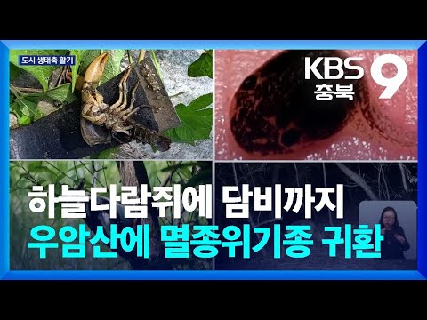 하늘다람쥐에 담비까지…청주 우암산에 멸종위기종 귀환 / KBS  2026.02.16.