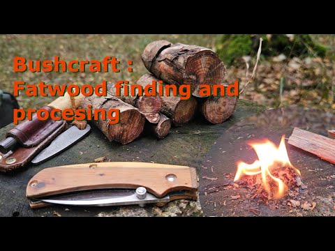 Fatwood from Pine trees -  How To Find It and Use It For Fire Lighting