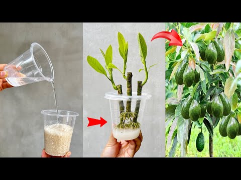 UNIQUE PROPAGATION TECHNIQUE using soaked rice to propagate AVOCADO trees, fast growth