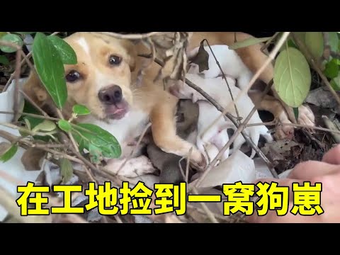 在工地捡到一窝小狗崽，将他们安顿好后，给他们做新家