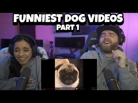 Funniest Dog Videos Ever Part 1 | WE DO NOT DESERVE DOGS! | Try Not To Laugh Challenge (Reaction)