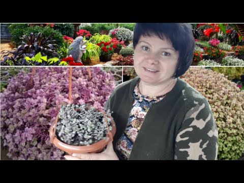 CALLISIA Pink Panther. I've propagated it and am dreaming....🤷‍♀️