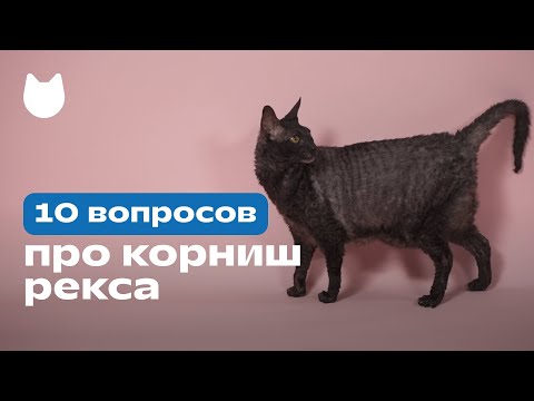10 вопросов про корниш-рекса: характер корниша, отношение к хозяину и другим людям 🐈