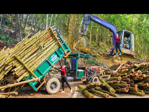 Logging And Use Truck To Transport Many Wood Over Dangerous Roads Go To Sell For Wood Factory