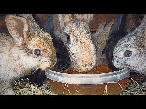 The best remedy for coccidiosis in rabbits! Prevention of coccidiosis!