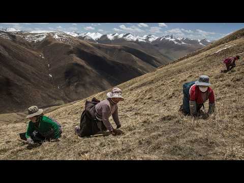 一家人爬上海拔5000公尺的高山，尋找比黃金還要珍貴的蟲草，出行一趟夠全家一年生活