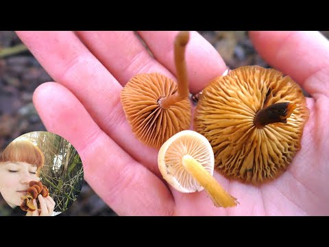 ДВОЙНИКИ: ЗИМНИЕ ОПЯТА И ТУБАРИЯ и другие НЕОБЫЧНЫЕ ГРИБЫ ЗИМОЙ