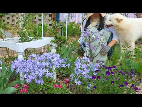 #112. Upgrade your garden with beautiful flowering ground cover plants!