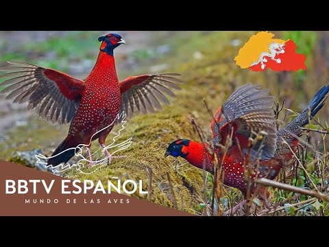 Birds of Bhutan | The Most Beautiful Birds of Bhutan You've Never Seen | BBTV Spanish
